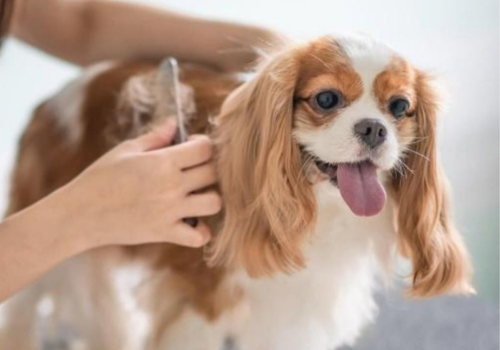 home grooming in gurgaon